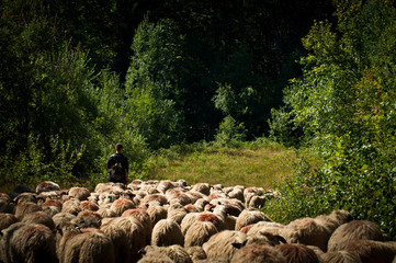Fototapeta premium Sheepherder and sheep through autumn temperate deciduous forest landscape 