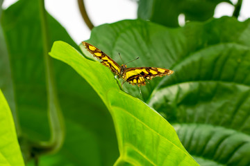 Closeup beautiful Malachite butterfly (siproeta stelenes) in a summer garden