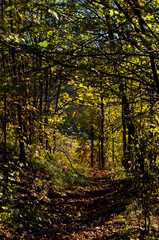 Autumn temperate deciduous forest landscape 