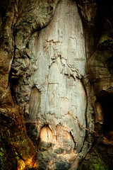 Old rich wood texture and background for design. Natural pattern.