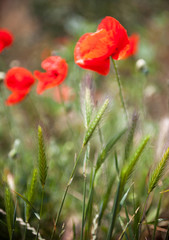 Obraz premium Red poppy flowers