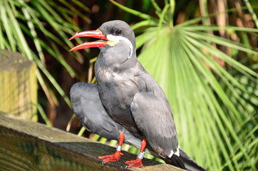 An Inca tern with orange beak and feet