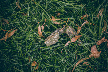 Beautiful Fall leaves with water drops after rain. Amazing Autumn colors. Blurred macro Fall foliage. Spider web closeup with rain drops on colorful Autumn leaves.