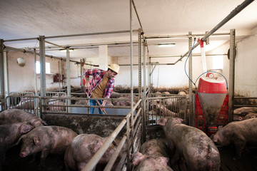Middle aged farmer cleaning at pig farm. Pigs all around.
