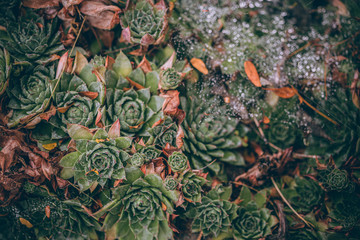 Beautiful Fall leaves with water drops after rain. Amazing Autumn colors. Blurred macro Fall foliage. Spider web closeup with rain drops on colorful Autumn leaves.