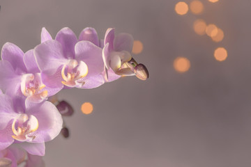 Naklejka na ściany i meble Orchidee, Orchideenblüten