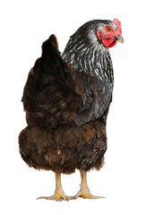 Black hen isolated on a white background.