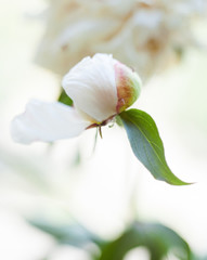 White peony flower