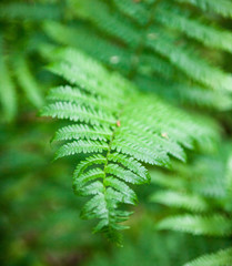 Green fern stems and leaves