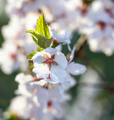 Apricot tree flowers