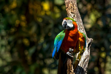  hybrid macaw