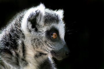 Lemur at zoo 