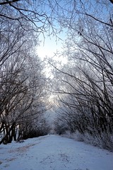Snowy Treed Archway - Grey