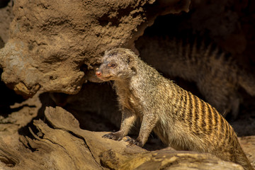 little mongoose at zoo with familiars