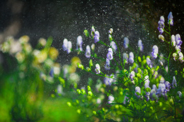 Rain is pouring on the flowers. Abstract rain. Abstract background with flowers and rain. Rain texture close up. Raindrops natural