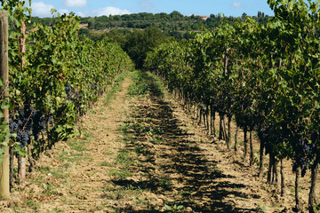 Fototapeta na wymiar grape and vine vinegrape of sangiovese under sunlight in tuscany italy autumn summer 