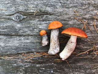 Fresh mushrooms on a wooden table. Three fresh boletus on a wooden background. Mushrooms with red...