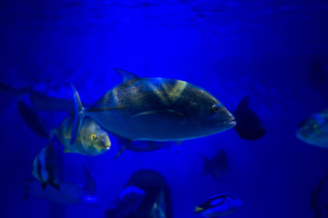 Nice sea fish reflection in water from behind coral reef nature aquarium sea fauna