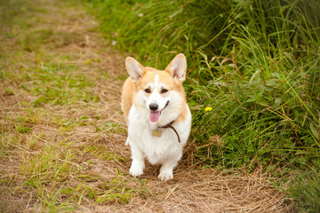 Naklejka na ściany i meble Happy dog on a walk. Happy Corgi Pembroke dog walks in the park. Happy smiling Welsh Corgi dog posing for a walk without a leash.