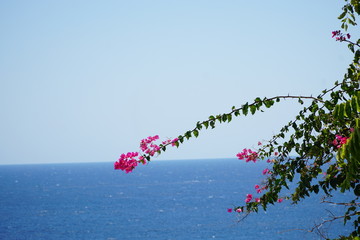 Blume am Meer
