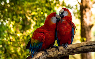 Couple of Macaws at zoo