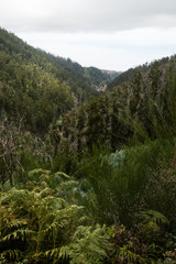 Mountain forest in the center of the island - Madeira, Portugal