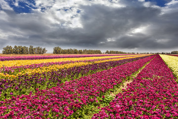 Heavy rain clouds over field