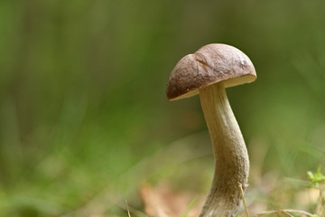 Birkenpilz - Leccinum scabrum