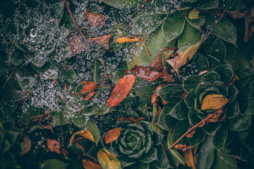 Beautiful Fall leaves with water drops after rain. Amazing Autumn colors. Blurred macro Fall foliage. Spider web closeup with rain drops on colorful Autumn leaves.