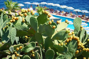 Kaktusfeige, Opuntie