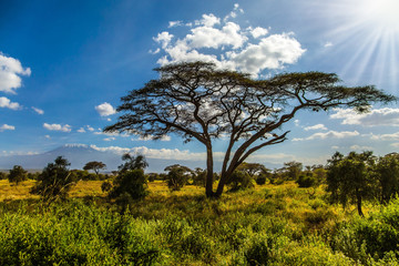 Amboseli Park in Kenya