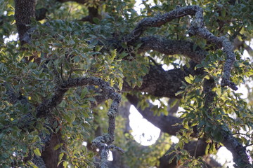 Eiche, Walloneneiche