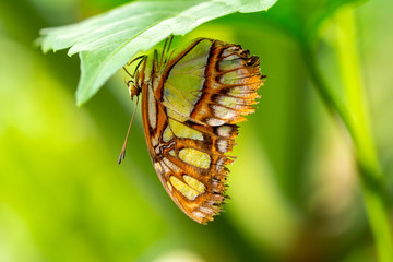 Closeup beautiful Malachite butterfly (siproeta stelenes) in a summer garden