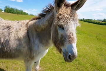 Minature Donkey Close Up