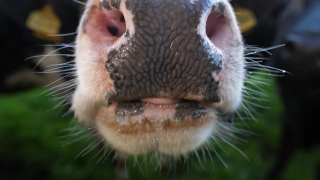 4K close up of a British cow licking a camera. Cows in an english farm field with a friendly cattle nose and tongue
