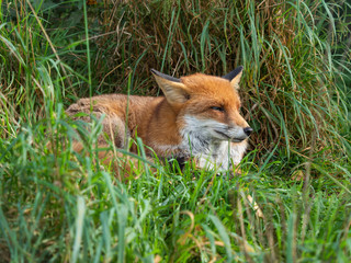 Red fox (Vulpes vulpes) close up with a grass background
