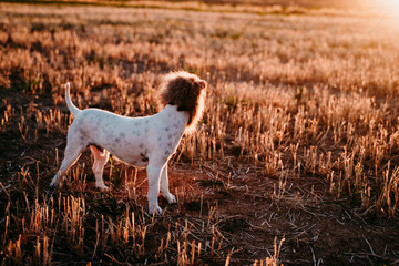 cute small jack russell terrier dog in a yellow field at sunset. Wearing a funny lion king costume on head. Pets outdoors and humor