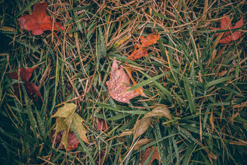 Beautiful Fall leaves with water drops after rain. Amazing Autumn colors. Blurred macro Fall foliage. Spider web closeup with rain drops on colorful Autumn leaves.