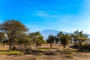 Savanna with rare bushes