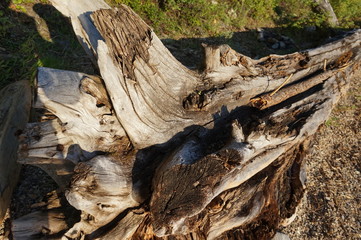 Driftwood Close up