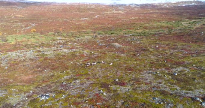 Reindeer in lapland, Aerial, orbit drone shot, around raindeers, rangifer tarandus, fall colors, polar nature, on a partly sunny autumn day, in Kilpisjarvi, Finland