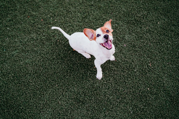 cute small jack russell terrier dog sitting outdoors ready to play. Happy dog at sunset. Pets outdoors