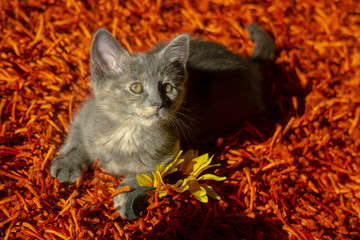 Grey Kitten with Autumn Background