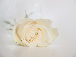 Isolated white rose blossom on white background, almost without shadows, with pale green leaves and waterdrops 