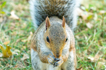 Eastern gray squirrel