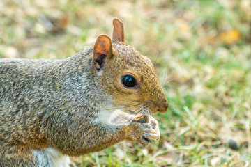 Eastern gray squirrel