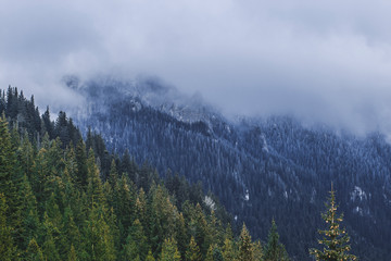 Frosted forest in winter clouds