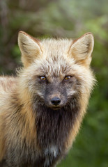 Portrait of a Cross Fox