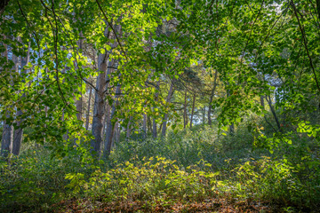 Under the green branches of linden: a beautiful deciduous forest on a sunny day