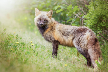 Red fox, cross colour phase 